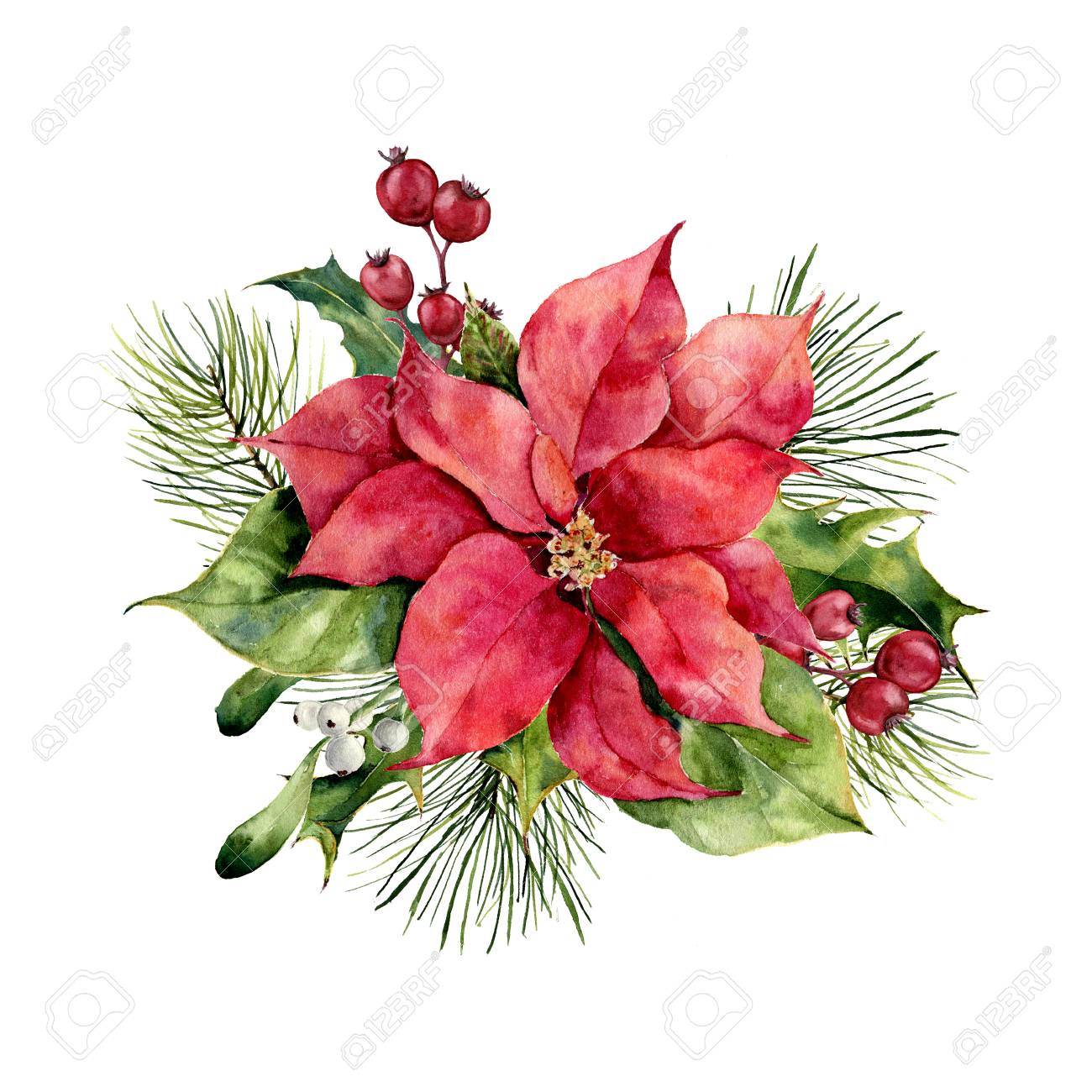 Watercolor poinsettia with Christmas floral decor. Hand painted traditional flower and plants: holly, mistletoe, berries and fir branch isolated on white background. Holiday print. - 89093300 Watercolor poinsettia with Christmas floral decor. Hand painted traditional flower and plants: holly, mistletoe, berries and fir branch isolated on white background. Holiday print. - 89093300