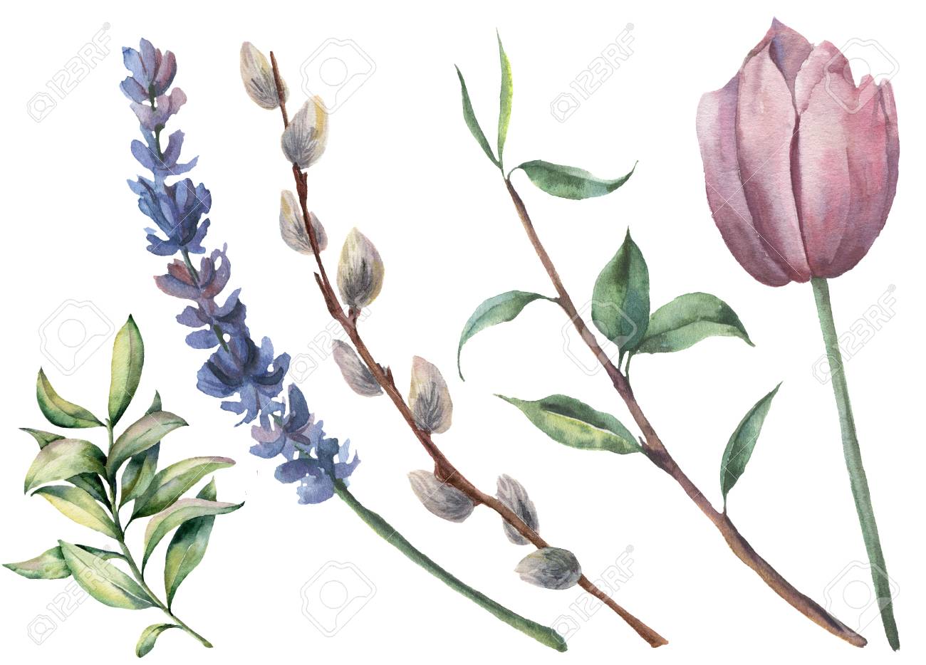 Watercolor spring floral set. Hand painted tulip, tree branch with leaves, lavender flower, willow and greenery isolated on white background. Botanical illustration for design or background. - 96524549 Watercolor spring floral set. Hand painted tulip, tree branch with leaves, lavender flower, willow and greenery isolated on white background. Botanical illustration for design or background. - 96524549