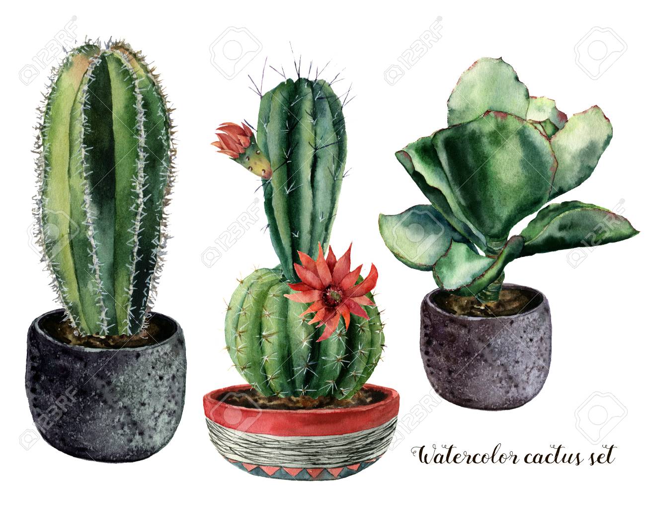 Watercolor set with cactus and flowers in a pot composition. Hand painted cereus and echeveria with red flower isolated on white background. Illustration for design, print, fabric or background. - 99287442 Watercolor set with cactus and flowers in a pot composition. Hand painted cereus and echeveria with red flower isolated on white background. Illustration for design, print, fabric or background. - 99287442