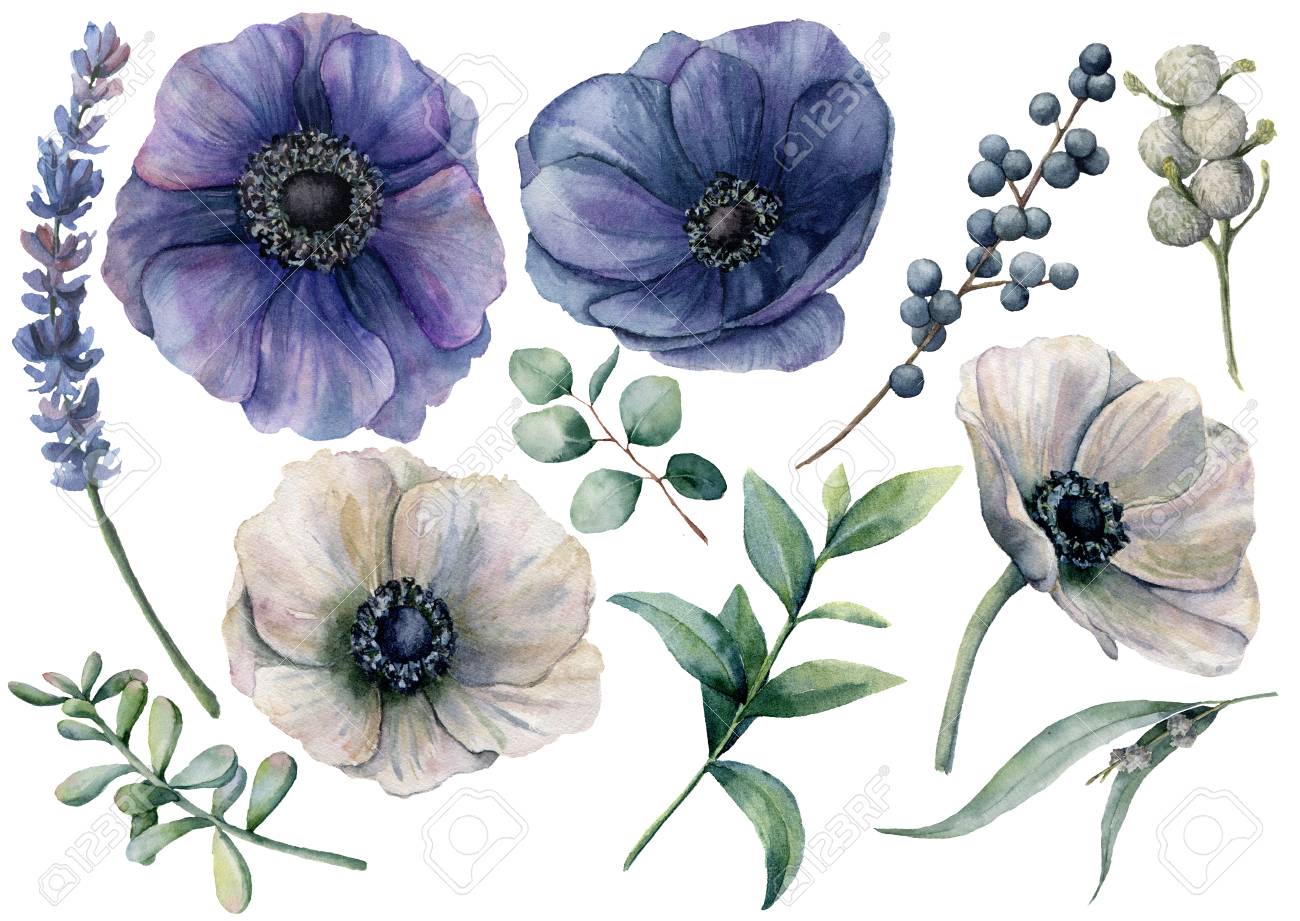 Watercolor white and blue floral set. Hand painted blue and white anemone, brunia berry, eucalyptus leaves, lavender, succulent isolated on white background. Illustration for design, print or fabric. - 103371572 Watercolor white and blue floral set. Hand painted blue and white anemone, brunia berry, eucalyptus leaves, lavender, succulent isolated on white background. Illustration for design, print or fabric. - 103371572