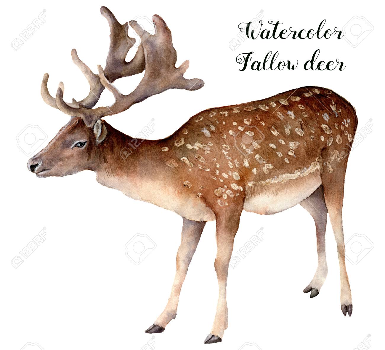 Watercolor fallow deer. Hand painted wild animal isolated on white background. Realistic male fallow for design, print or background. - 107536283 Watercolor fallow deer. Hand painted wild animal isolated on white background. Realistic male fallow for design, print or background. - 107536283