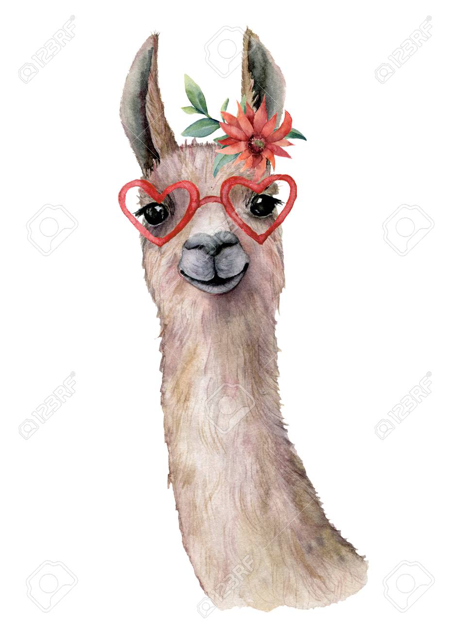 Watercolor card with llama, flower and sunglasses. Hand painted beautiful illustration with animal, red flower and sunglasses isolated on white background. For design, print, fabric or background. - 116174936 Watercolor card with llama, flower and sunglasses. Hand painted beautiful illustration with animal, red flower and sunglasses isolated on white background. For design, print, fabric or background. - 116174936