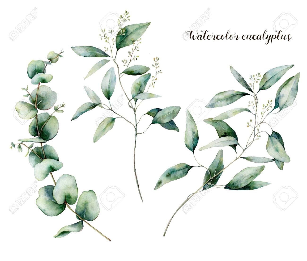 Watercolor seeded eucalyptus set. Hand painted eucalyptus branch and leaves isolated on white background. Floral illustration for design, print, fabric or background. - 118928100 Watercolor seeded eucalyptus set. Hand painted eucalyptus branch and leaves isolated on white background. Floral illustration for design, print, fabric or background. - 118928100