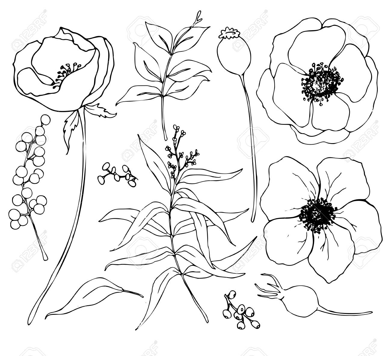 Vector collection of hand drawn plants with eucalyptus and anemone. Botanical set of sketch flowers and branches with eucalyptus leaves isolated on white background for design, print or fabric. - 119248086 Vector collection of hand drawn plants with eucalyptus and anemone. Botanical set of sketch flowers and branches with eucalyptus leaves isolated on white background for design, print or fabric. - 119248086