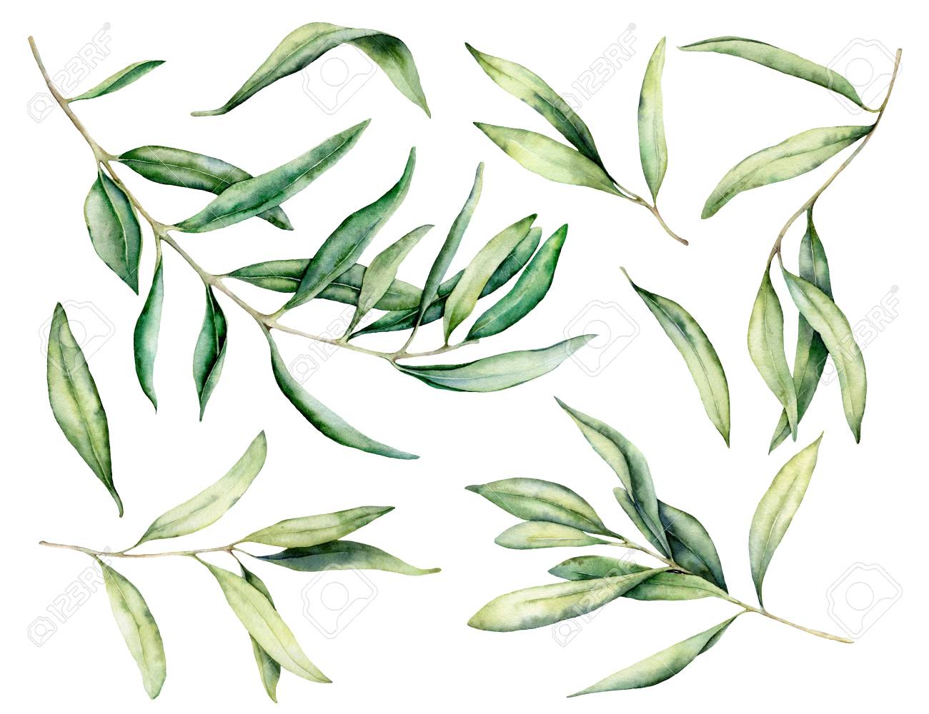 Watercolor olive branch and leaves set. Hand painted floral illustration isolated on white background for design, print, fabric or background. - 121767295 Watercolor olive branch and leaves set. Hand painted floral illustration isolated on white background for design, print, fabric or background. - 121767295