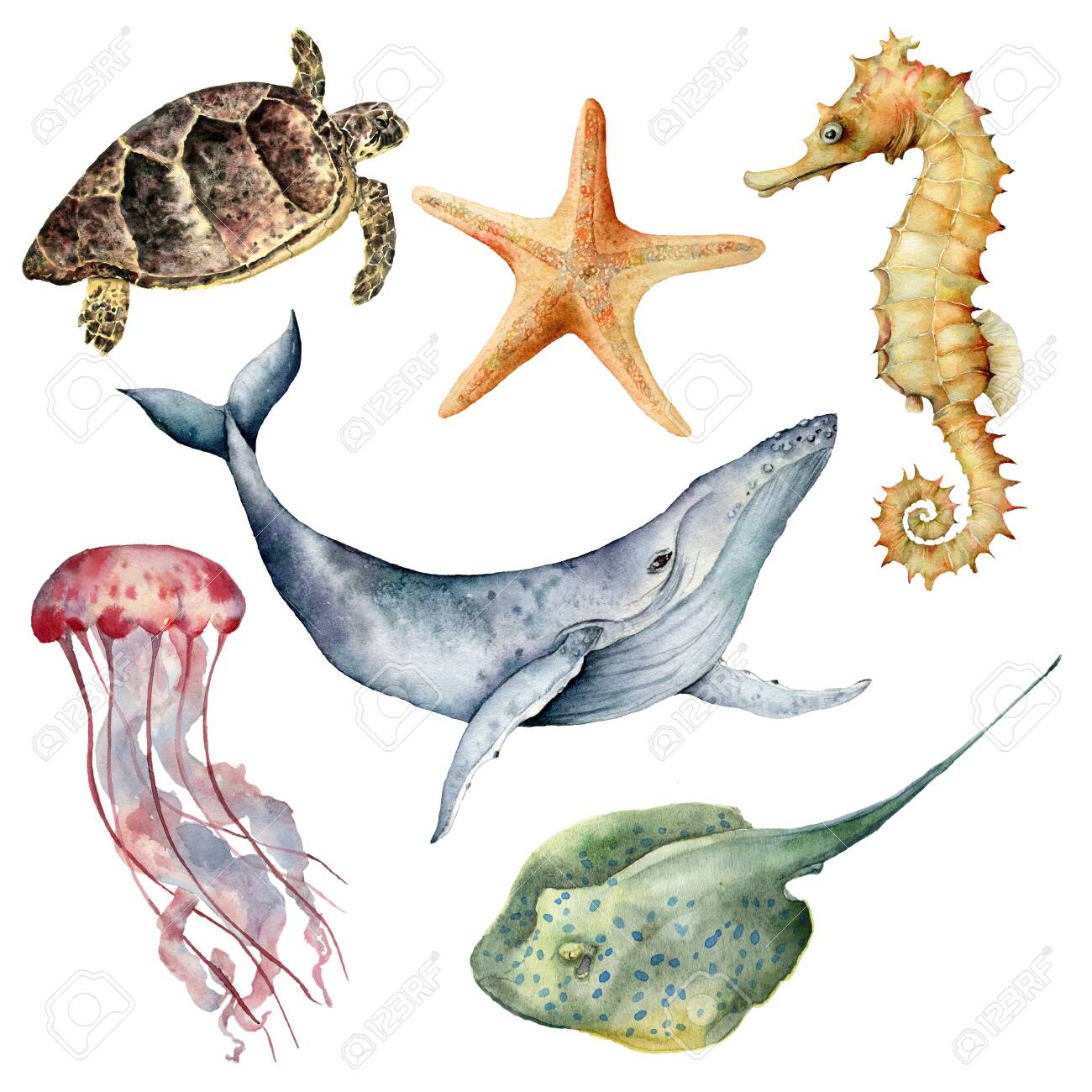 Watercolor underwater animals set. Hand painted whale, starfish, seahorse, stingray, jellyfish and turtle isolated on white background. Aquatic illustration for design, print or background. - 123829489 Watercolor underwater animals set. Hand painted whale, starfish, seahorse, stingray, jellyfish and turtle isolated on white background. Aquatic illustration for design, print or background. - 123829489