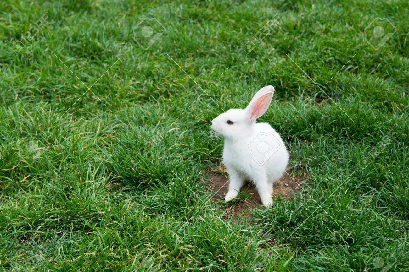 உங்களுக்கான கனவுகளும் பலன்களும் பகுதி 32 6 White Rabbit Playing In The Grass. With Curious Looks Stock Photo, Picture  And Royalty Free Image. Image 93511095.