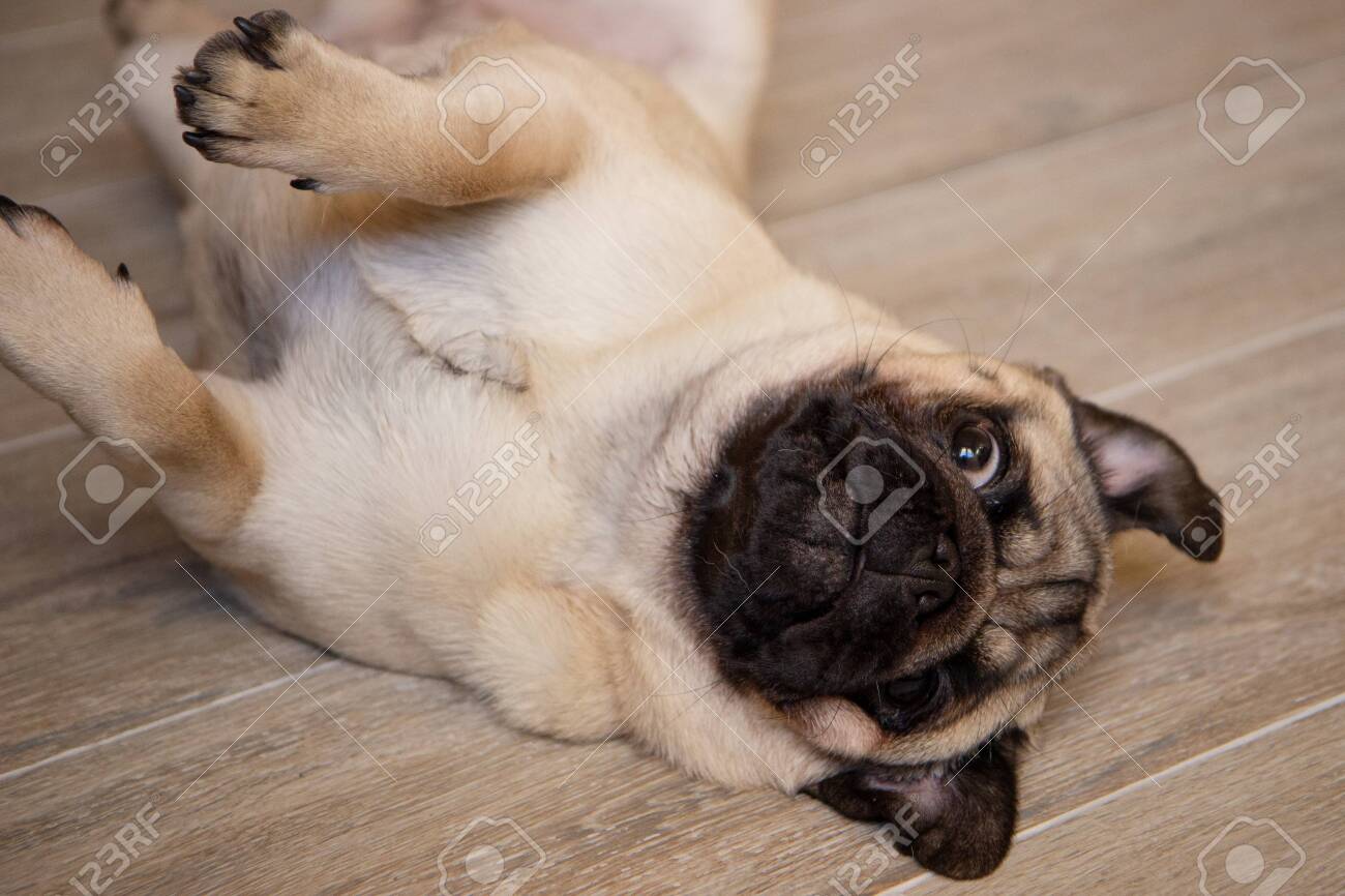 Cute Small Dog Breed Pug Lying On Back And Begging To Play With It Stock  Photo, Picture and Royalty Free Image. Image 137357401., image size:1300x866