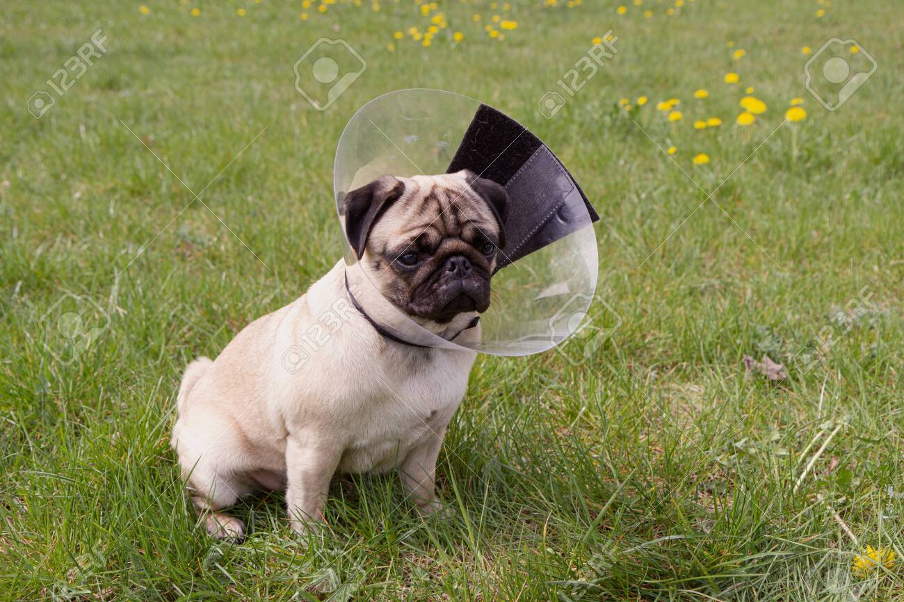 pug cone of shame