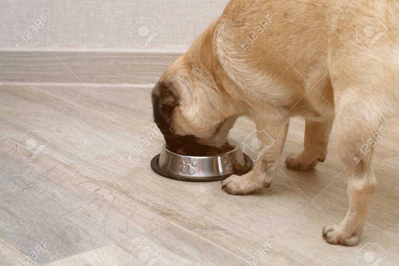 hungry pug dog eating dry feed from his bowl. balanced pet diet - 156607564 hungry pug dog eating dry feed from his bowl. balanced pet diet - 156607564