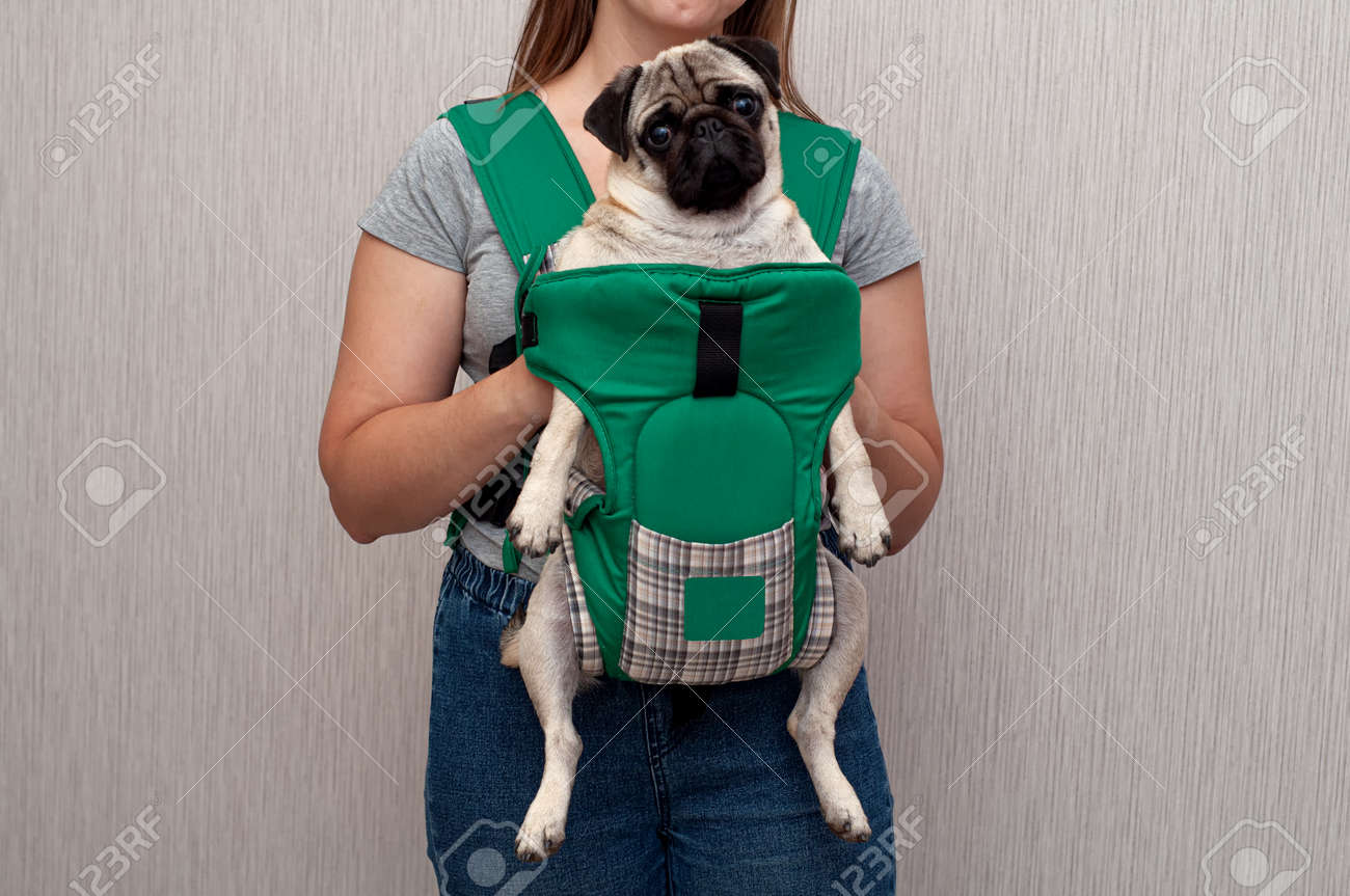 dog kangaroo carrier
