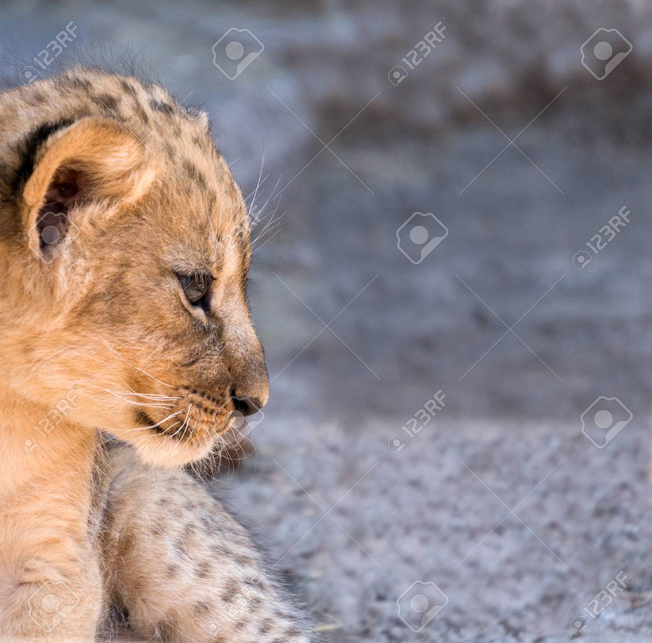 etiam-dictum-ipsum-a-felis