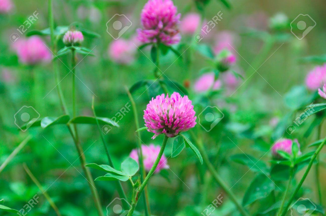 Pink Flowers With Green Clover Leaves Stock Photo Picture And Royalty Free Image Image
