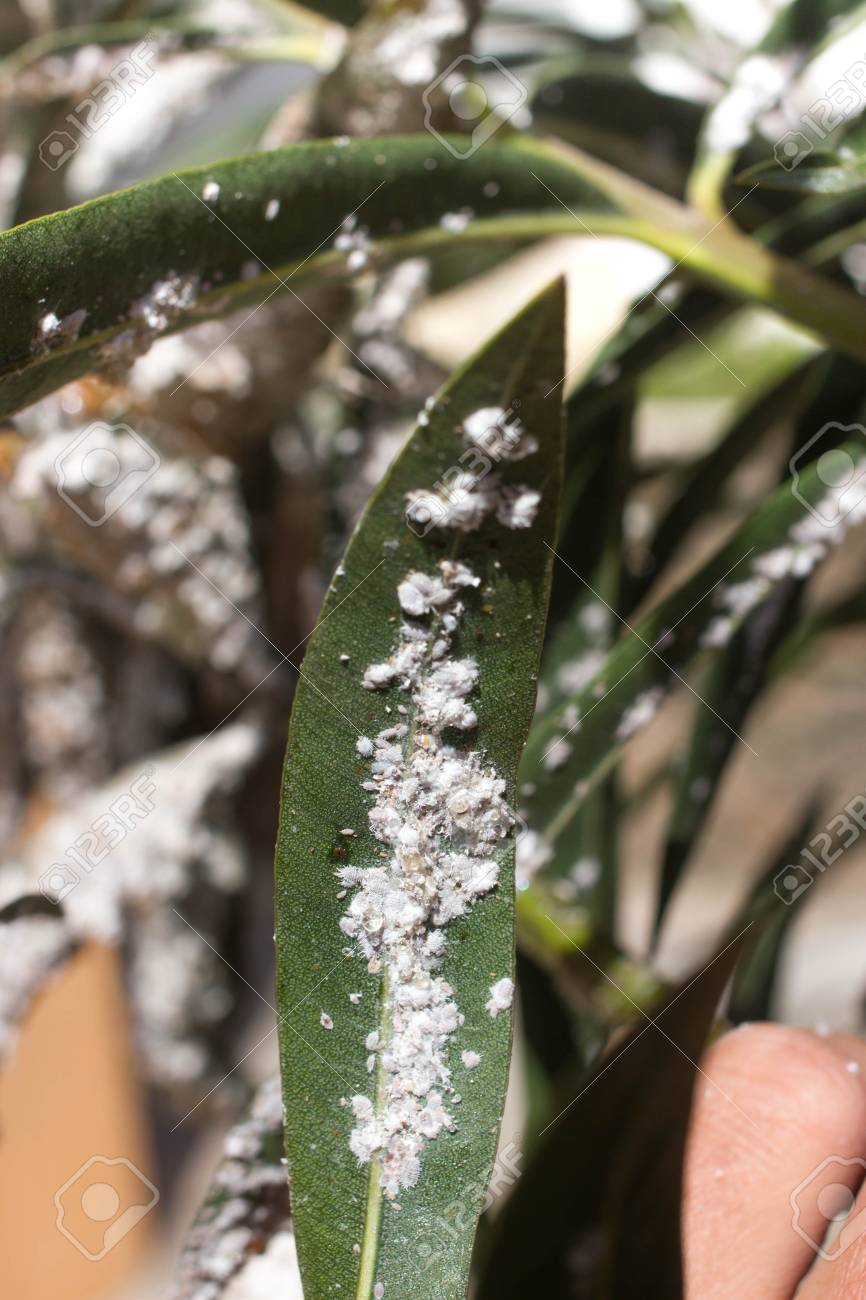 コナカイガラムシの葉の上 植物のアブラムシ昆虫のインフェ ステーションのフィカス エラスティカ の写真素材 画像素材 Image