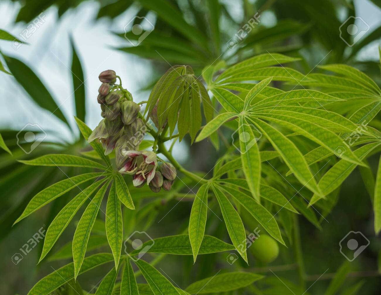 The Tree Cassava Used A Source Of Rubber Also Known As Manihot Glaziovii.  Flowers Casava Stock Photo, Picture and Royalty Free Image. Image 133373783.
