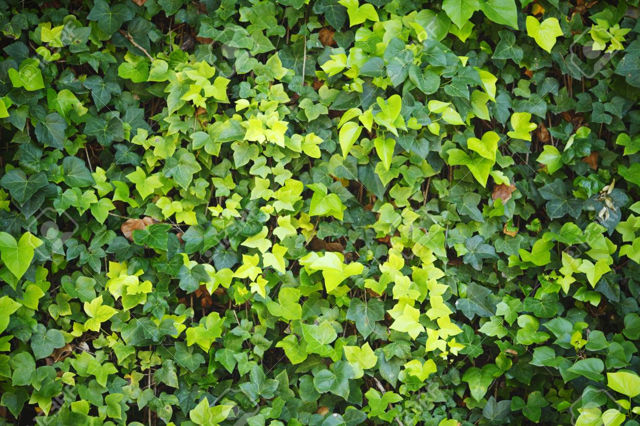 アイビーの緑の壁は 晴れた日に葉します の写真素材 画像素材 Image
