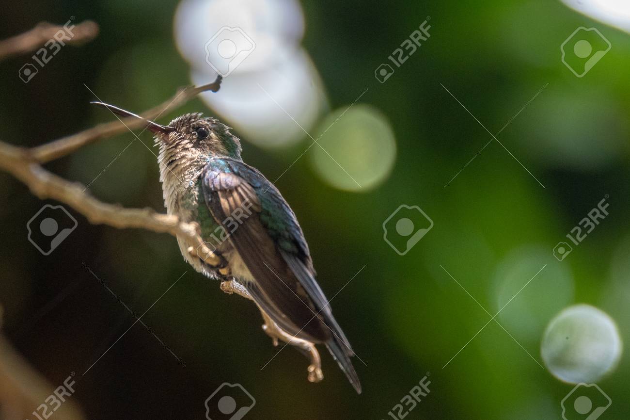 Santa Clara Villa Clara Cuba Bee Hummingbird Perched On A - 