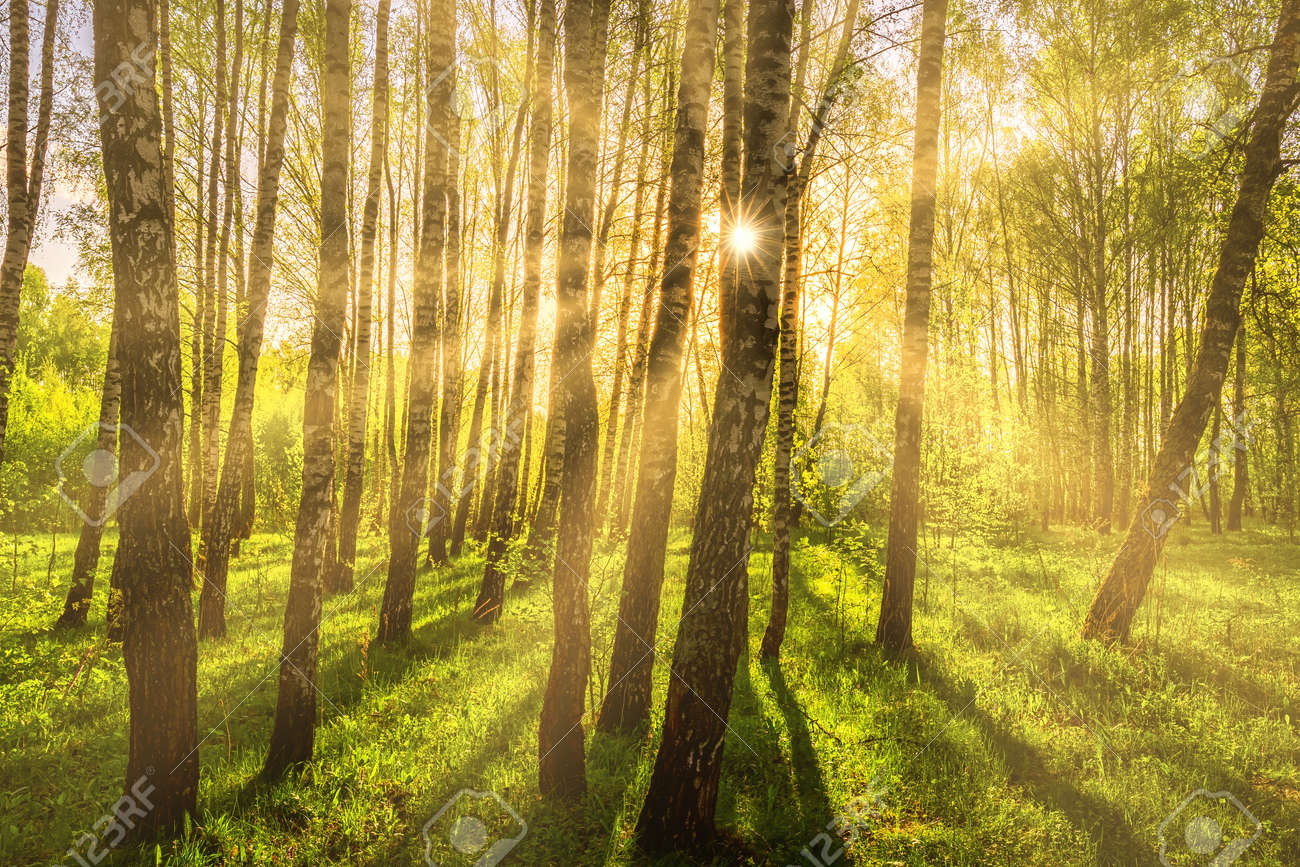 Sun rays cutting through birch trunks in a grove at sunset or sunrise in spring. - 169566126 Sun rays cutting through birch trunks in a grove at sunset or sunrise in spring. - 169566126