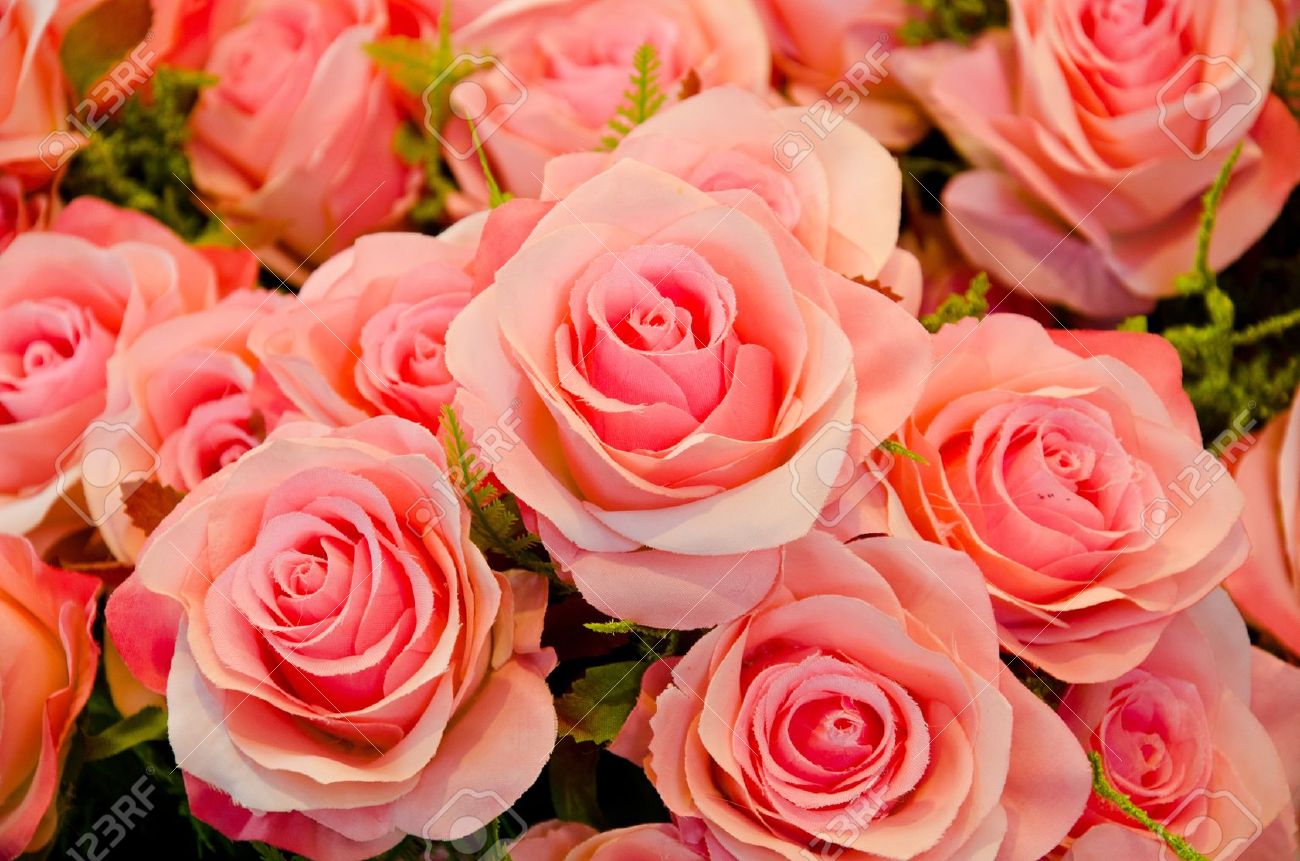 Pink roses mean love is beginning to grow on mind. - 12308305 Pink roses mean love is beginning to grow on mind. - 12308305