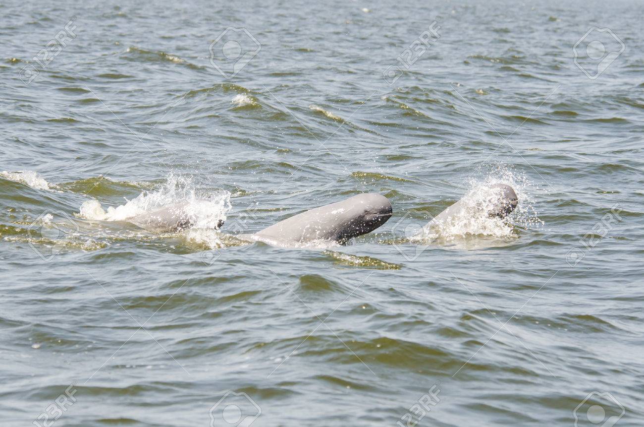 Irrawaddy dolphin, Orcaella brevirostris, in the Gulf of Thailand, Phetchaburi , Thailand - 23731982 Irrawaddy dolphin, Orcaella brevirostris, in the Gulf of Thailand, Phetchaburi , Thailand - 23731982