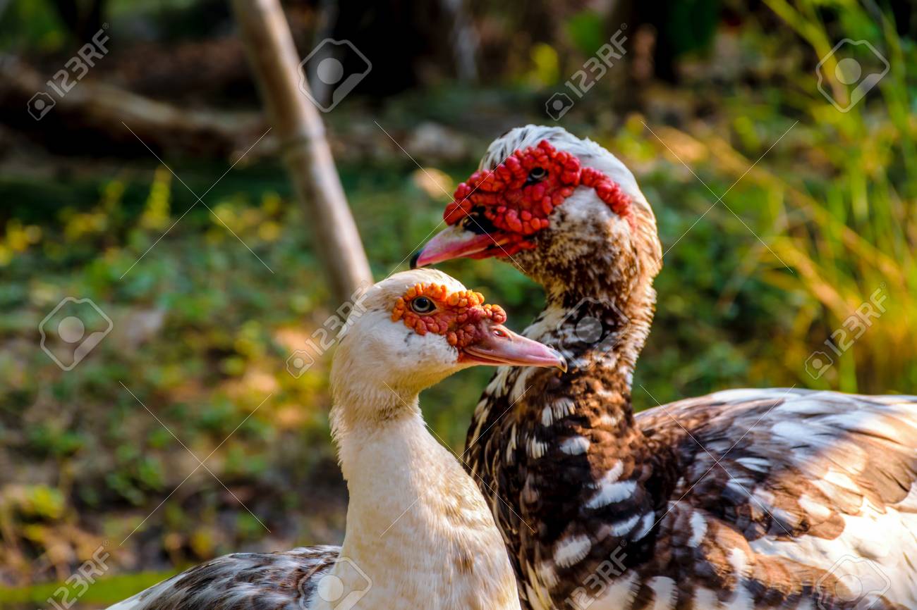 フランス鴨、バリケン 初生雛 3羽