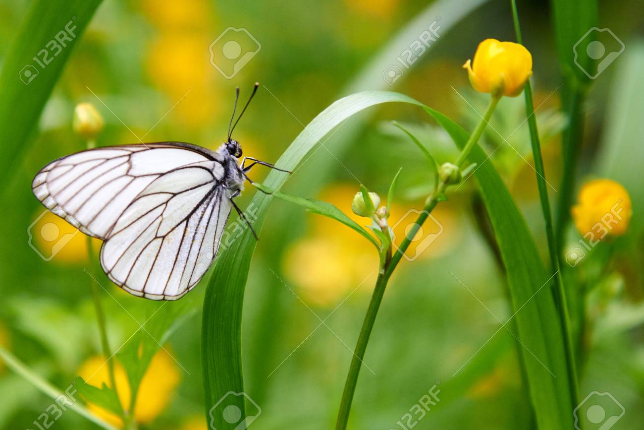 La Leggenda Della Farfalla Bianca Kai Gambalog