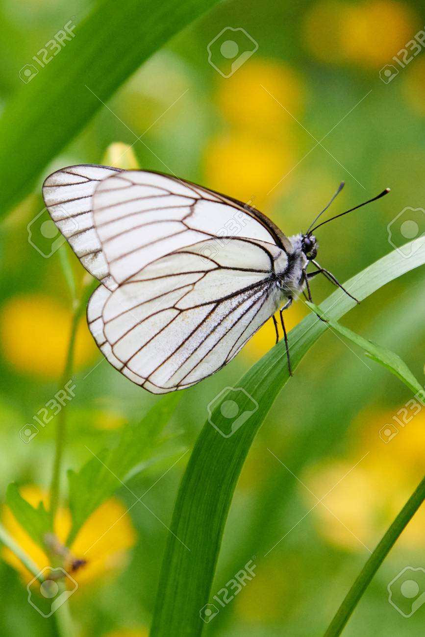 White Butterfly Aporia Crataegi Aporia Crataegi The Black Veined