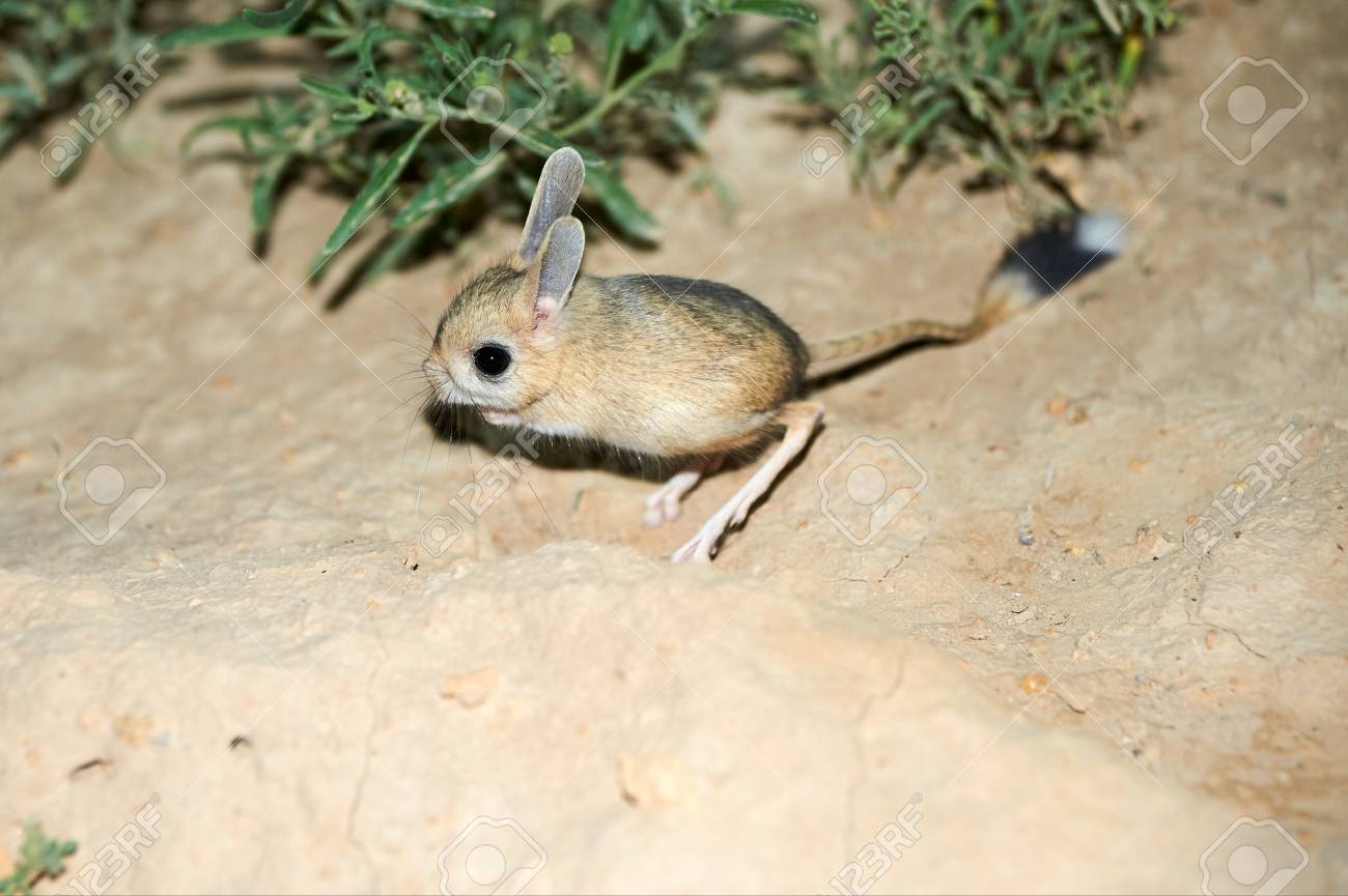 jerboa jaculus the jerboa are a steppe animal and lead a