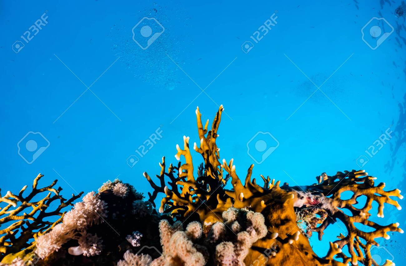 Coral reefs and water plants in the Red Sea, Eilat Israel - 140550015 Coral reefs and water plants in the Red Sea, Eilat Israel - 140550015