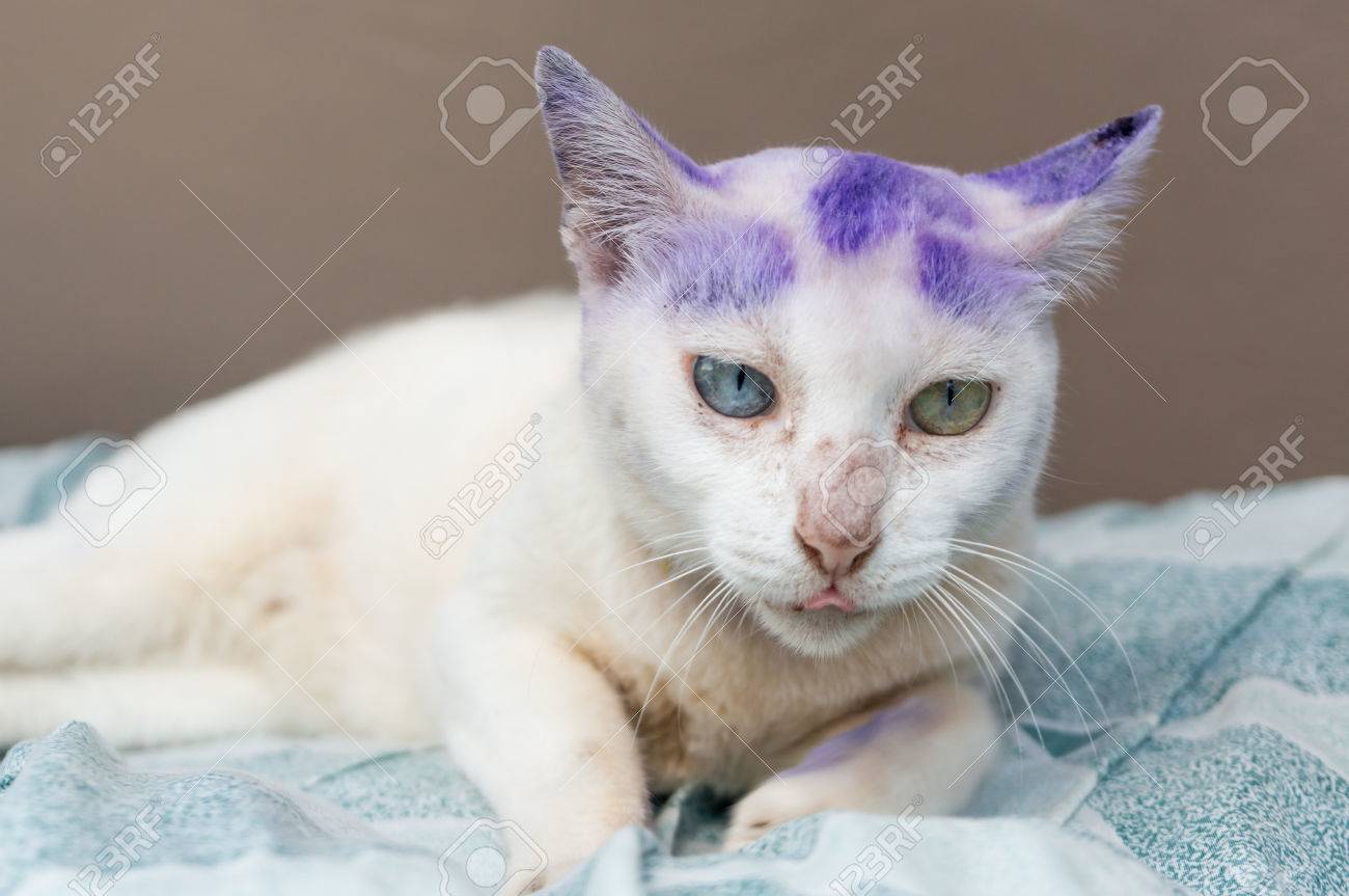 Animaux Thai Deux Yeux Couleur De Chat Thai Son Nom Khao Manee Avec Le Traitement Des Plaies Sur La Tete Mise Au Point Selective Banque D Images Et Photos Libres De Droits Image