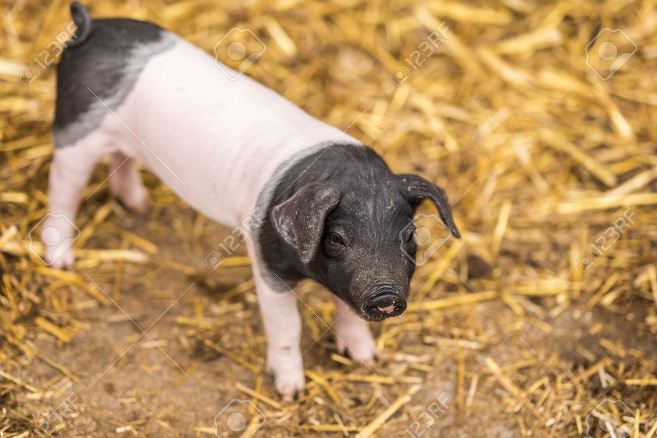 Bebe De Porc De Race Allemand Bebe Cochon Mignon Vieux De Deux Semaines De La Race Porcine Souabe Avec La Tete Noire Et Le Centre Rose Arriere Et Blanc Banque D Images