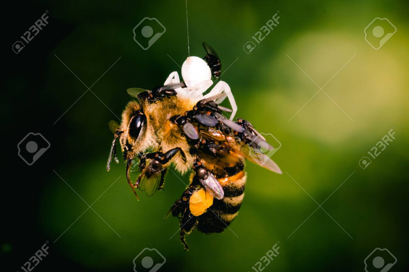 etiam-dictum-ipsum-a-felis