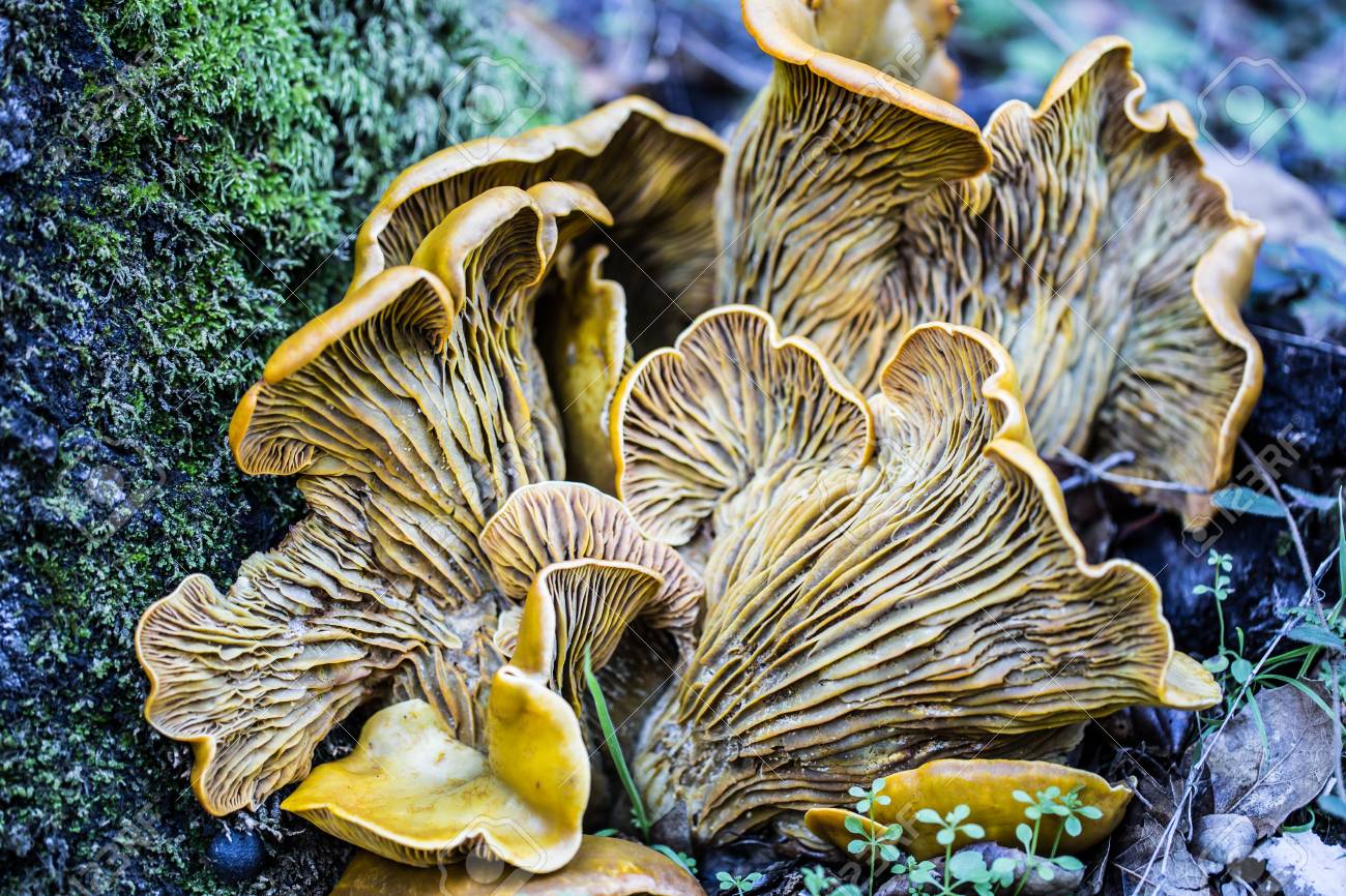 Omphalotus Olivascens Commonly Known As The Western Jack O Lantern Stock Photo Picture And Royalty Free Image Image Omphalotus Olivascens Commonly Known As The Western Jack O Lantern Stock Photo Picture And Royalty Free Image Image