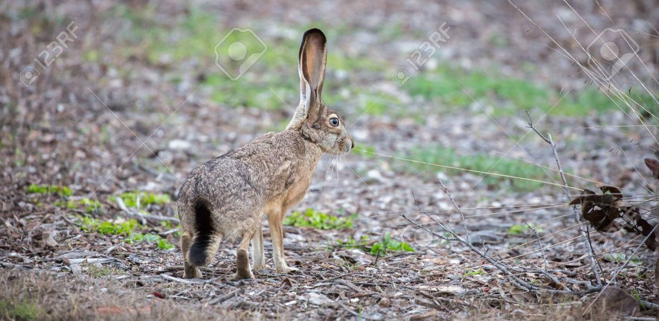 Jack Rabbit Usa >> Black Tailed Jackrabbit Lepus Californicus Side View Camouflaged Jack Rabbit Usa >> Black Tailed Jackrabbit Lepus Californicus Side View Camouflaged