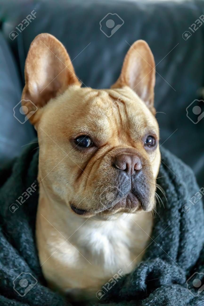 frenchie dog blanket
