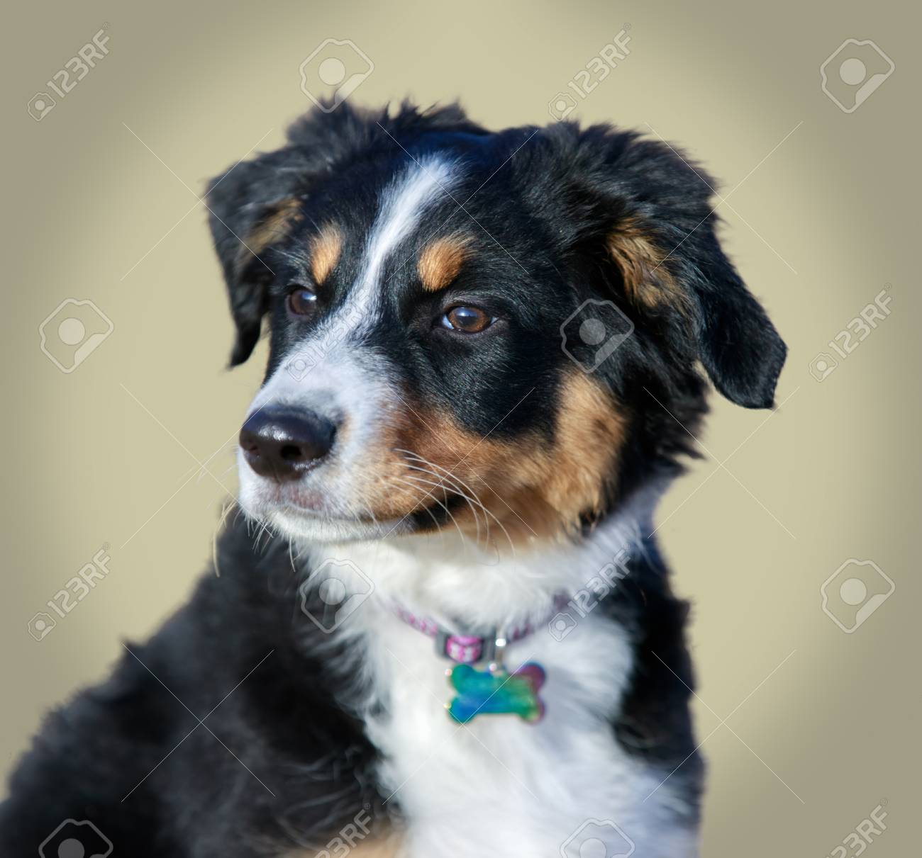 mini shepherd puppies