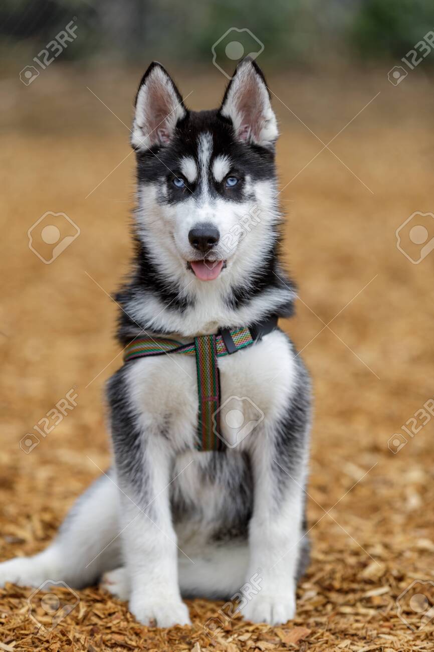 leash for husky puppy