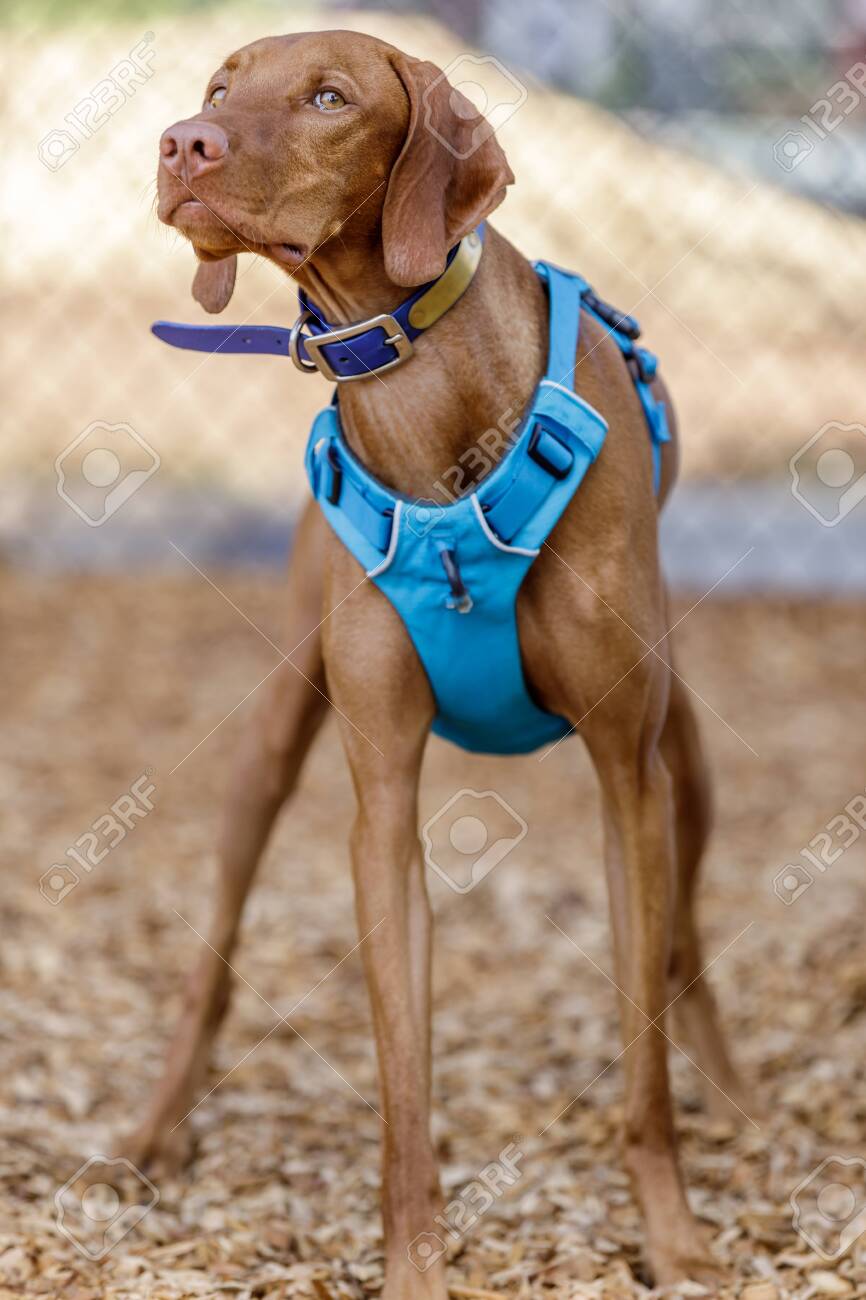 vizsla leash