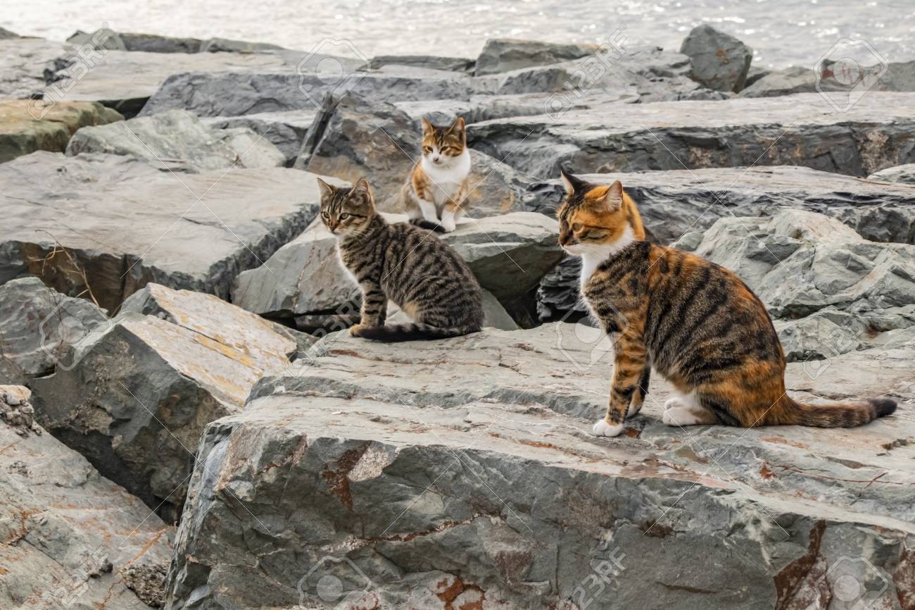 etiam-dictum-ipsum-a-felis