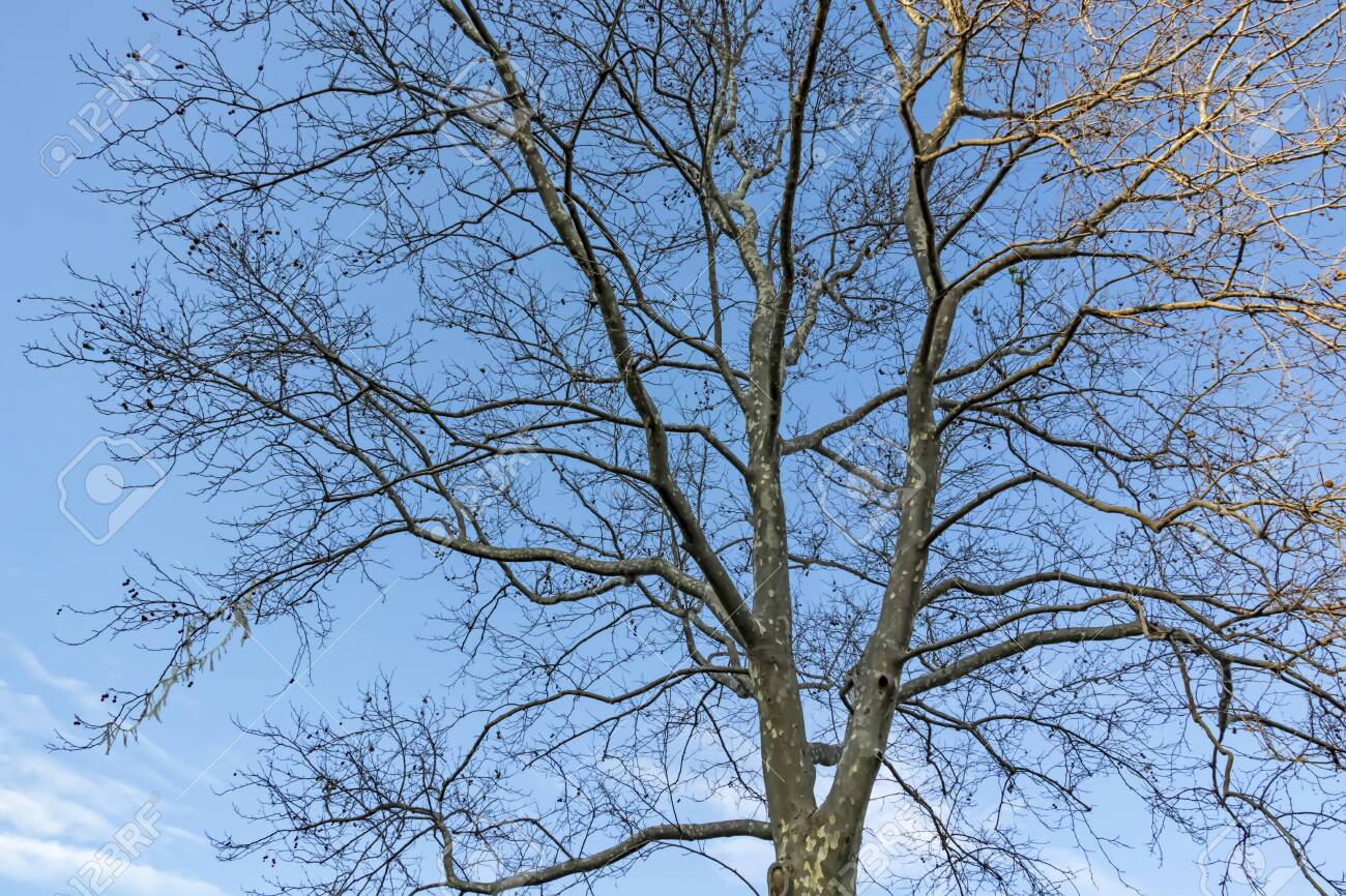 Deciduous Trees In Winter Season In Nature Stock Photo Picture And Royalty Free Image Image