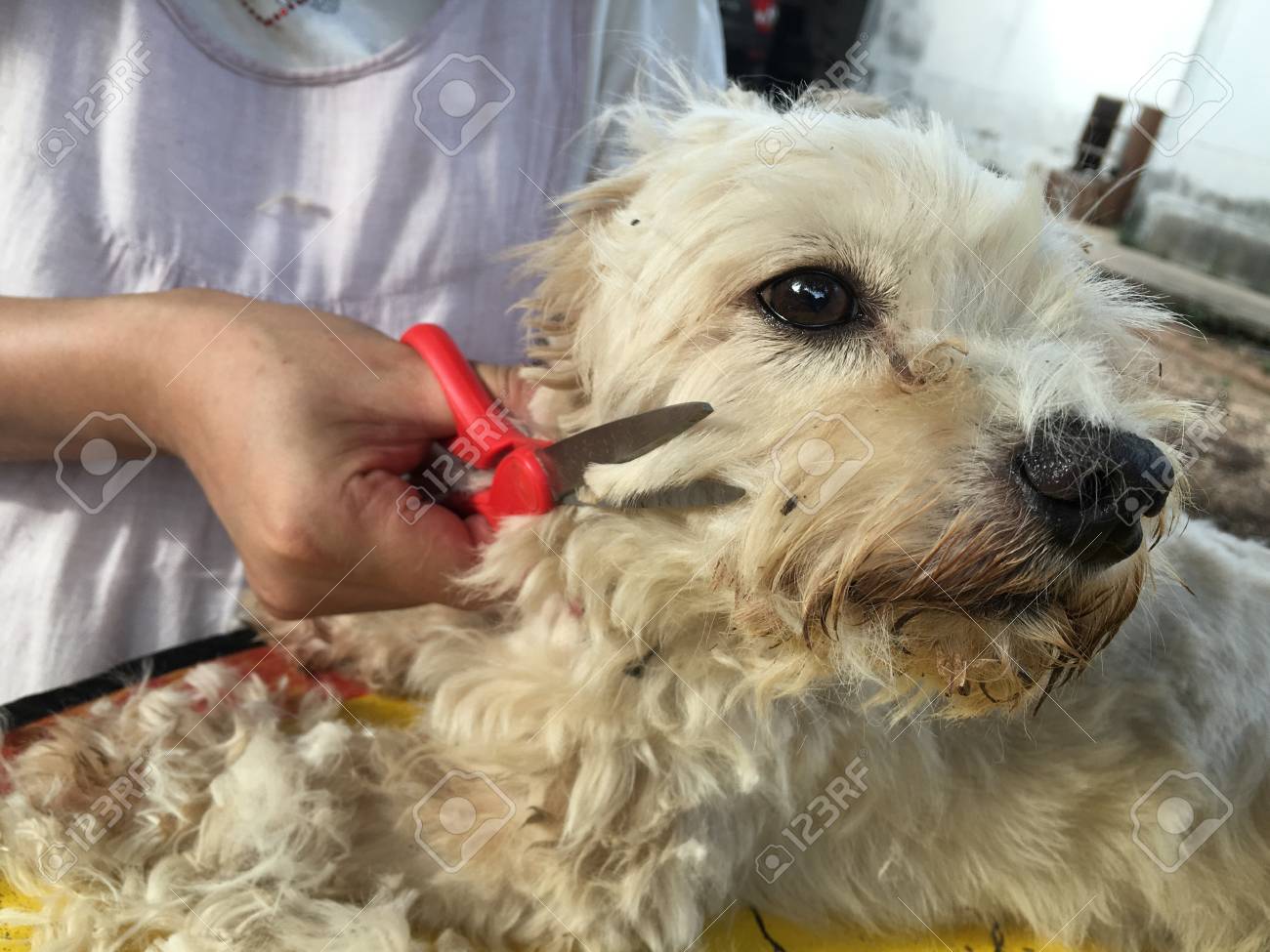 der hund und die haare schneiden ausrustung