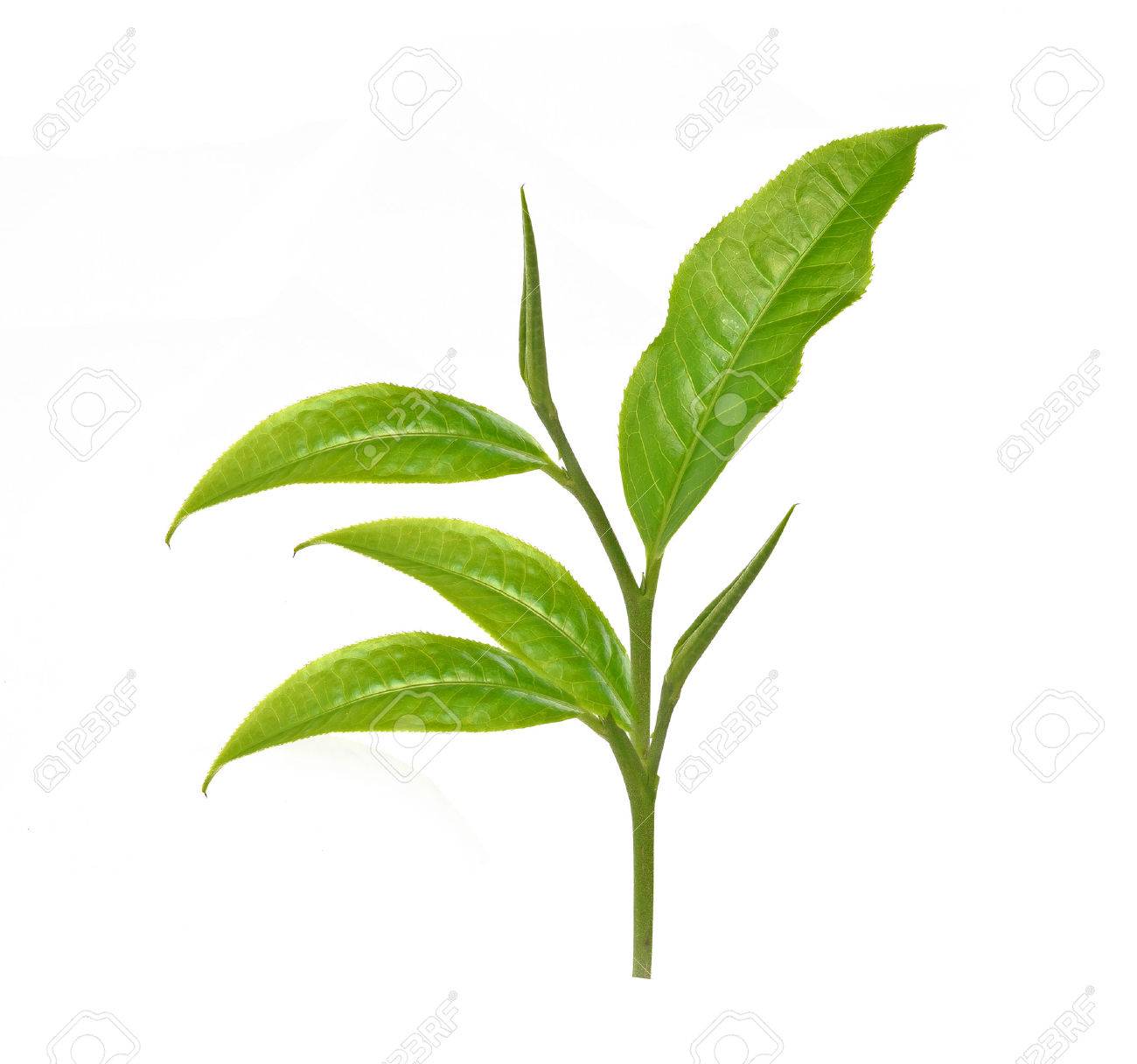 green tea leaves green tea leaves