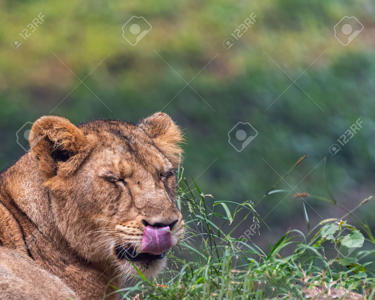etiam-dictum-ipsum-a-felis