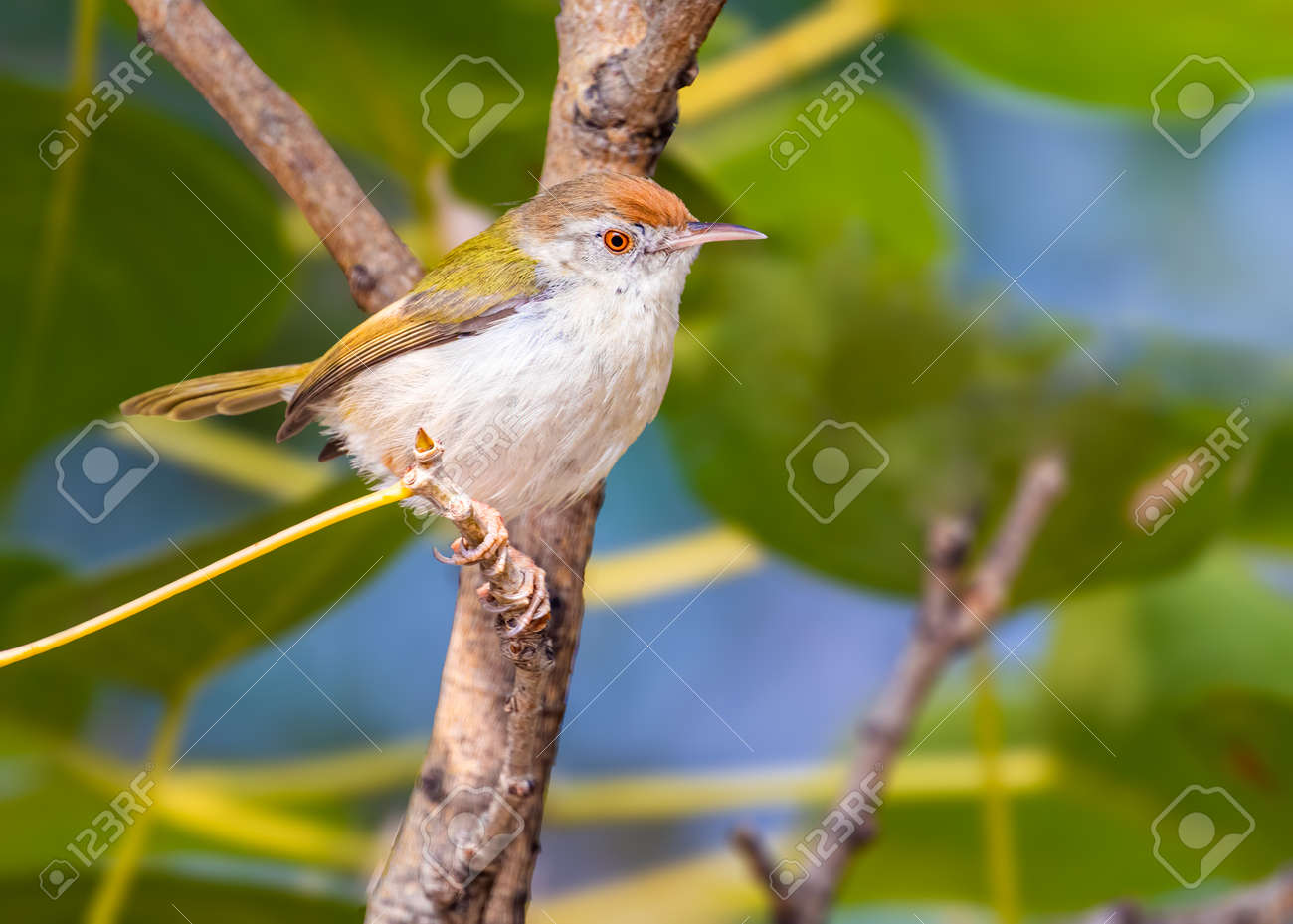 etiam-dictum-ipsum-a-felis