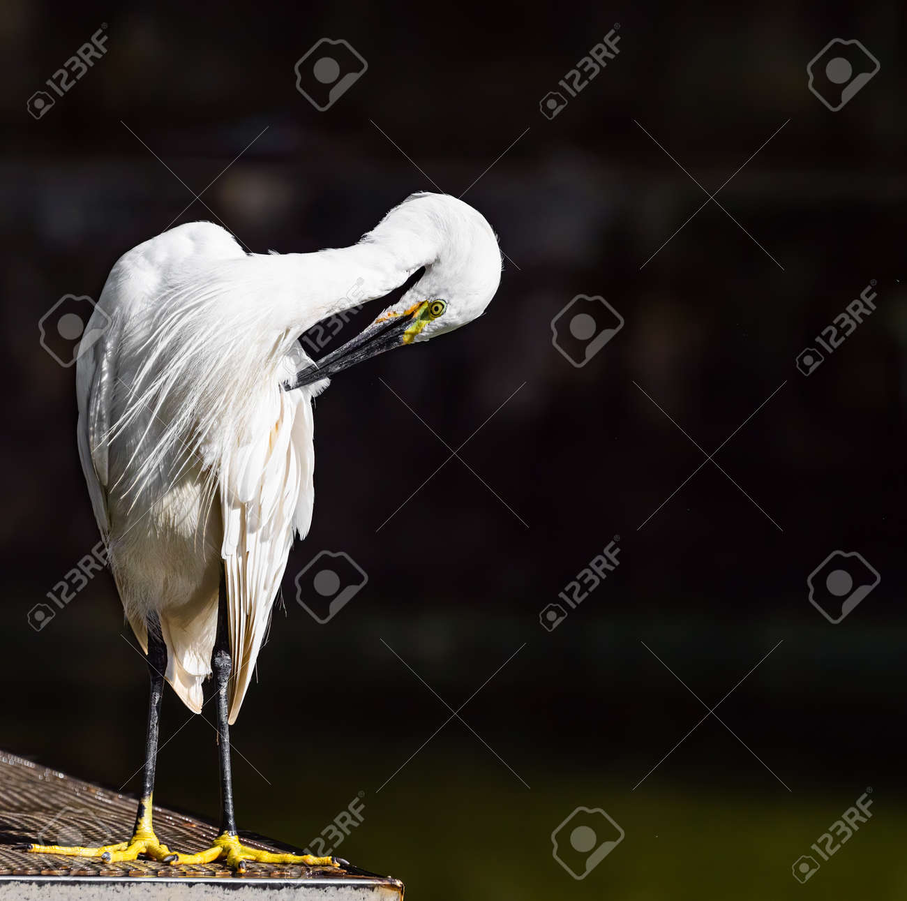 etiam-dictum-ipsum-a-felis