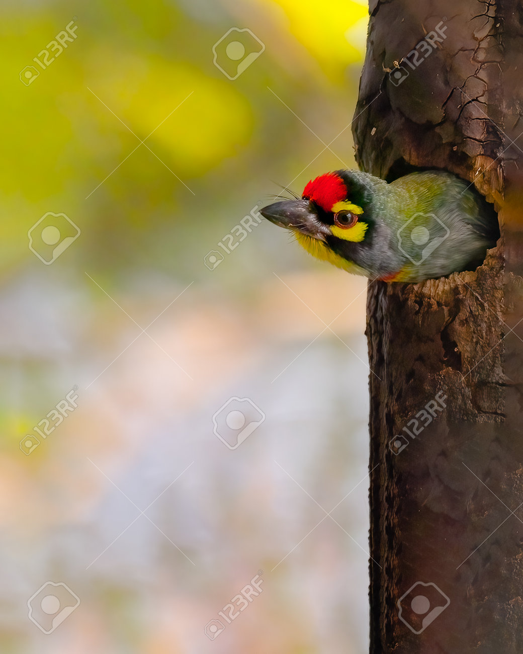 etiam-dictum-ipsum-a-felis