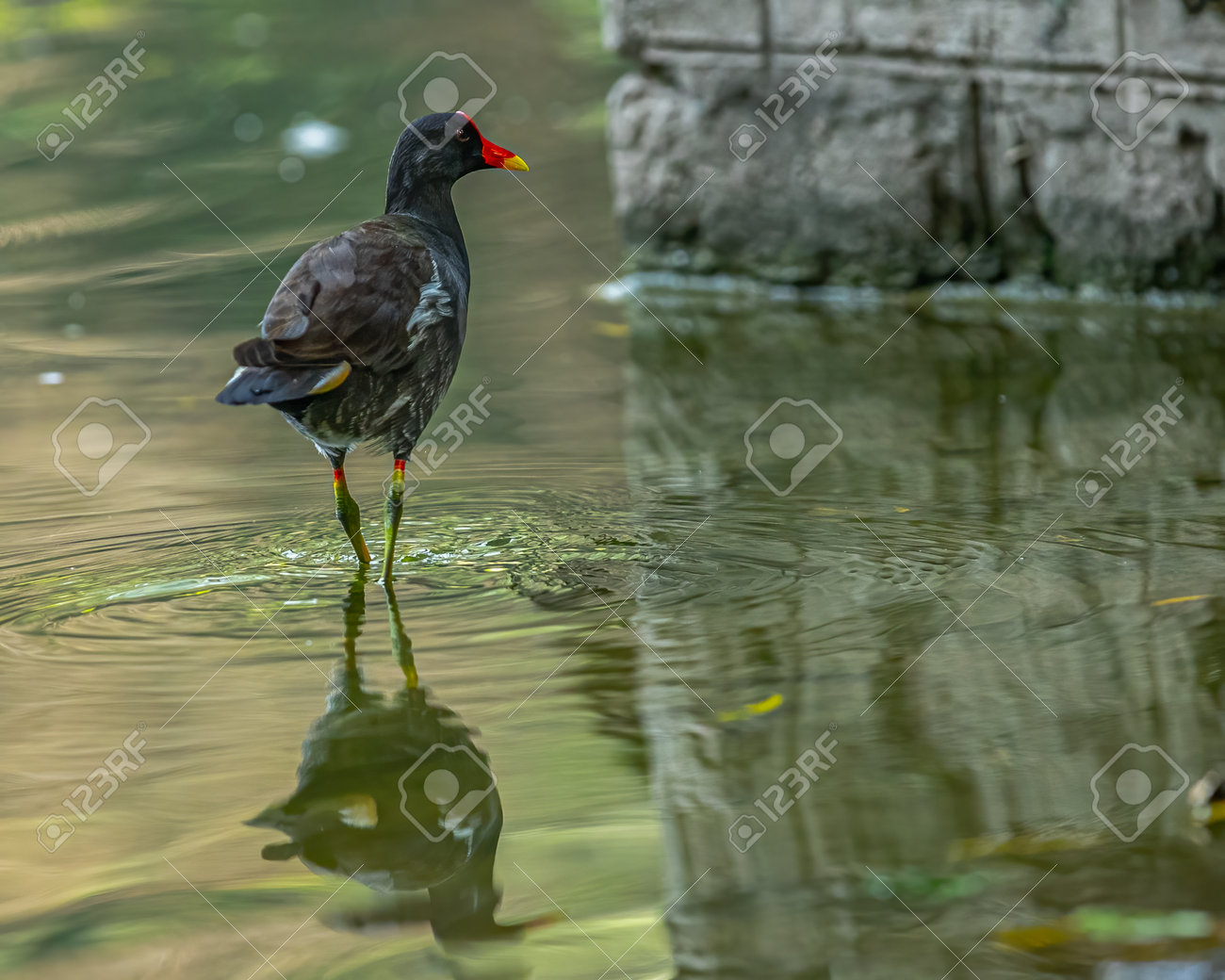 etiam-dictum-ipsum-a-felis