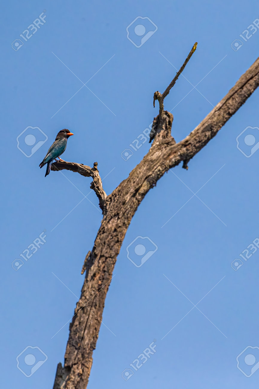 etiam-dictum-ipsum-a-felis