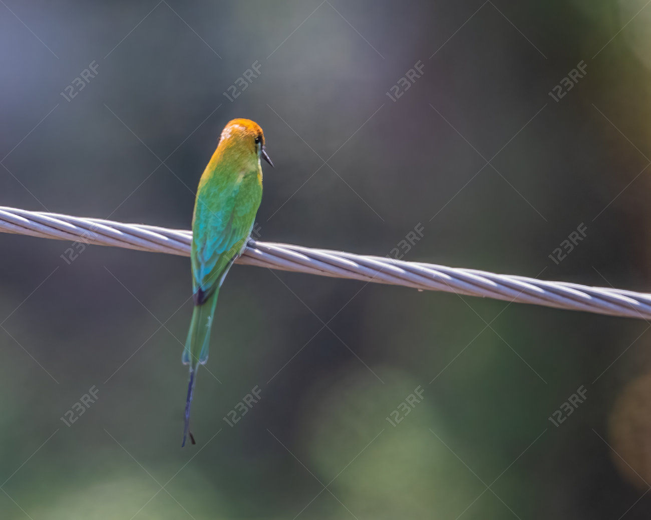 etiam-dictum-ipsum-a-felis