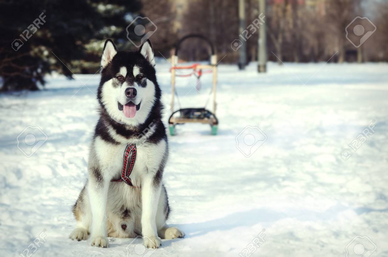 alaskan malamute harness